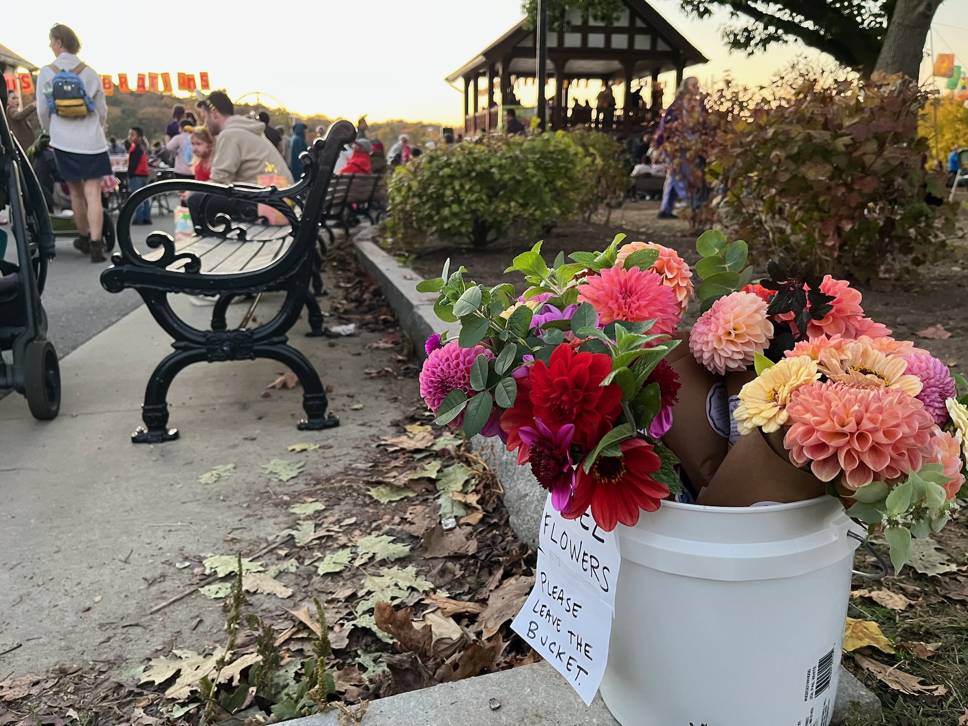Sunset scene outside in a park. In the foreground, a bucket full of colorful flowers. On the bucket is a sign saying 'FREE FLOWERS. Please leave the bucket.'